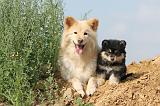 CHIEN FINNOIS DE LAPONIE 360